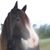 Debbie Barefoot's profile image
