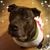 Stevie Bailey's profile image