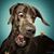 Szabó Laci's profile image