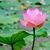 Lisa Brunnick Ledwith's profile image