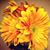 Nina Amey Miller's profile image