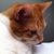 Debbie McNulty Rizzo's profile image