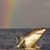 Daryl Cerbasi's profile image