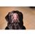 Carie Godfrey's profile image