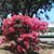 Dianne Boggs's profile image