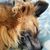 Anke Hartung's profile image