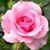 Karen Espensen Warner's profile image