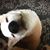 Lori Hansbarger Carchedi's profile image
