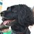 Steven Zeitchick's profile image