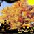 Donna Gibson's profile image