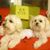 Carol Kirby Garman's profile image