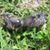 Whine Nibbles's profile image