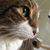 Lara Stefanelli's profile image