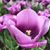 Debra Flom's profile image
