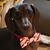 Carol Martens Livingston's profile image