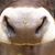 Ashley Large's profile image