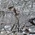 Susan Nalley Goodwin's profile image