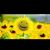 Tina Marie's profile image