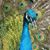 Miriam Botsworth's profile image