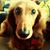 Andrea Agrusa Sylvester's profile image
