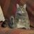 Joyce Simon's profile image