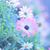 Stacie Chastain McMurray's profile image