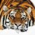 Nelia Azevedo's profile image