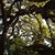 Rebecca Throne Cadoff's profile image
