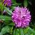 Lori Benfield's profile image