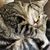 Jessica Tavaglione's profile image