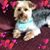 Chris Mungo's profile image