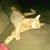 Pax Cat's profile image