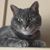 Theresa Langdon Flamer's profile image
