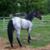 Tyra Witt Lambert's profile image
