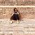 Shoba Seshadri's profile image