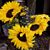 Barbara DeVoe Shuck's profile image