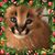 Christine K. Janks's profile image