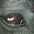 Kit Murphy's profile image