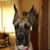 Jill Stout Premier Danes's profile image
