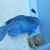 Patricia L. Coleman's profile image