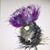 Sheila Toti's profile image