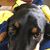 Yanko F. Restovic's profile image
