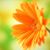 Lori Mc Atee Aiello's profile image
