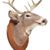 Chris Stiles's profile image