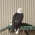 Michael S. Ray's profile image