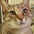 Liz Lake's profile image