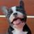 Troy Scott Gilbert's profile image