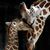 Pamela Estwick's profile image