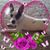 Merle Catalan's profile image