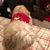 Sharon DeNovio's profile image
